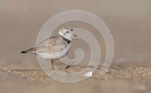 Piping Plover in New Jersey photo