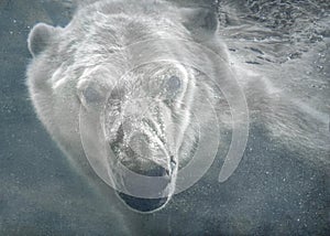 Endangered polar bear under the sea