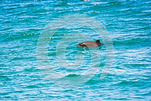 Endangered Porpoise near Coast of Black Sea in Tirebolu, Turkey