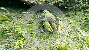 Endangered Prickleback Crayfish