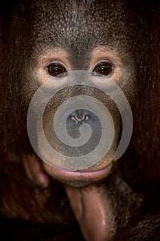 Endangered primate orangutan photo