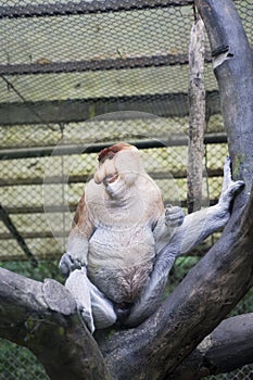 Endangered Proboscis monkey on the tree