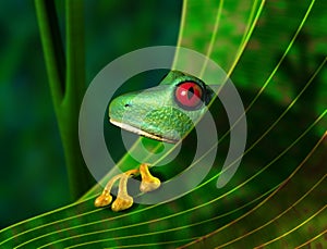 Endangered Rainforest Tree Frog photo