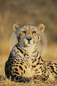 Endangered rare female King Cheetah South Africa