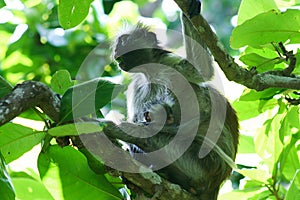  endangered red colobus monkey Piliocolobus, Procolobus kirkii mother with baby in the trees of Jozani Forest, Zanzibar