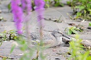 Endangered Red Knot with Purple Loosestrife