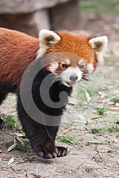 Endangered Red Panda