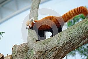 Endangered red panda