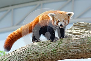 Endangered red panda on a branch