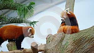 Endangered red pandas