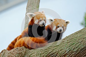 Endangered red pandas in their habitat