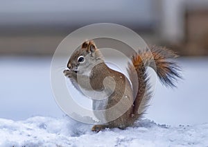 Endangered Red squirrel in winter snow