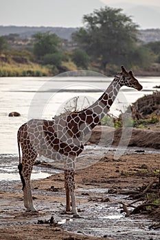 Endangered reticulated giraffe at the river in Kenya, Africa