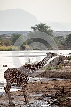 Endangered reticulated giraffe at the river in Kenya, Africa