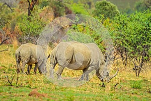 Endangered Rhino mother and young baby calf in a game reserve in South Africa