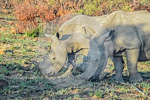 Endangered Rhino mother and young baby calf in a game reserve in South Africa