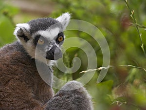 Endangered Ringed-tailed Lemur