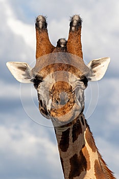 Endangered Rothchild`s Giraffe, Kenya, Africa.