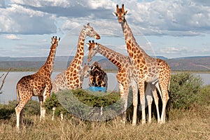 Endangered Rothchild`s Giraffe, Kenya, Africa. Giraffa camelopardalis