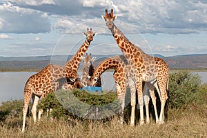 Endangered Rothchild`s Giraffe, Kenya, Africa. Giraffa camelopardalis