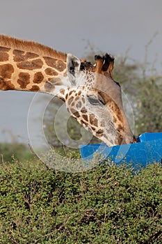 Endangered Rothchild`s Giraffe, Kenya, Africa Giraffa camelopardalis