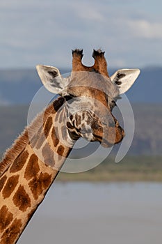 Endangered Rothchild`s Giraffe, Kenya, Africa. Giraffa camelopardalis