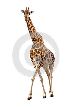 Endangered Rothschilds Giraffe Isolated