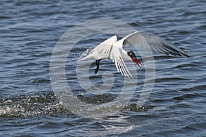 Endangered Royal Tern (Sterna maxima)