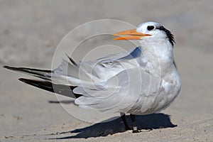 Endangered Royal Tern (Sterna maxima) photo