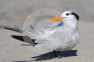 Endangered Royal Tern (Sterna maxima)