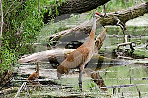 Endangered Sandhill Crane