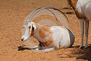 An endangered scimitar-horned oryx