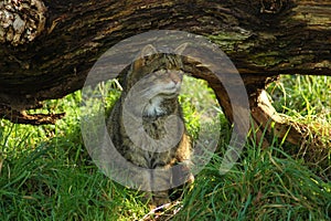Endangered Scottish Wildcat photo
