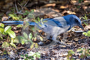 The Endangered Scrub Jay: Foraging in Detailed View