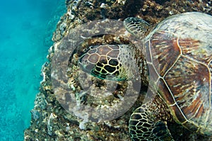 Endangered sea turtle