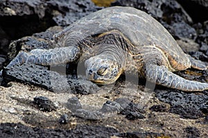 An endangered sea turtle sleeping on a rocky shoreline