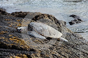 An endangered sea turtle sunning on a rocky shoreline