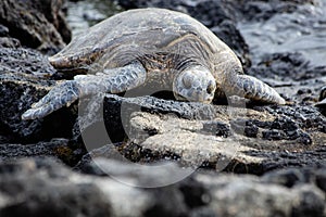 An endangered sea turtle sunning on a rocky shoreline