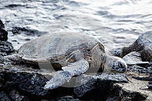 Endangered sea turtles sunning on a rocky shoreline