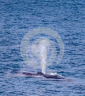 Endangered Sei Whale blows near Antarctica