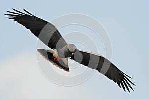 Endangered Snail Kite