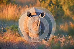 Endangered Southern white rhinoceros, Ceratotherium simum, looking at camera, direct view, lit by warm colorful sun. African