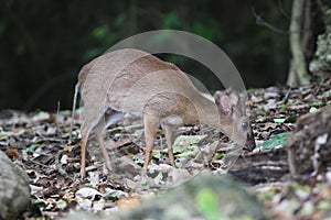 Endangered species antelope Aders`s duiker, Cephalophus adersi