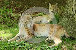 Portrait of two European Lynx lying under a tree