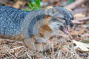 Endangered species: island fox on the prowl in Channel Islands National Park