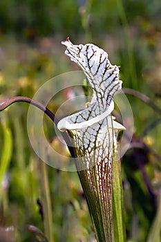 Endangered Species Plant