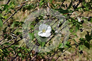 Jet bead / Endangered species plant