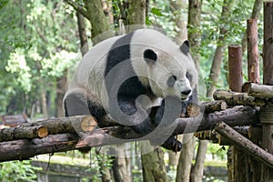 Giant Pandas at Wolong Nature Reserve, Chengdu, Sichuan Provence, China endangered species and protected. photo