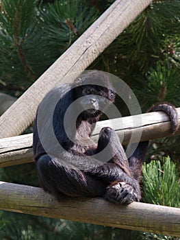 Endangered species of Sumatra Kloss Gibbon