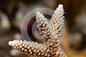 Endangered Staghorn Coral Polyps photo